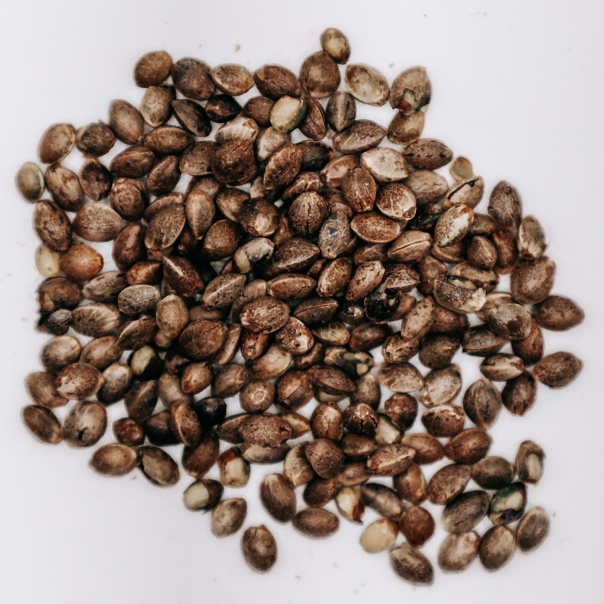 Featured image for “Magic Bullet CBD Feminized Hemp Seeds”