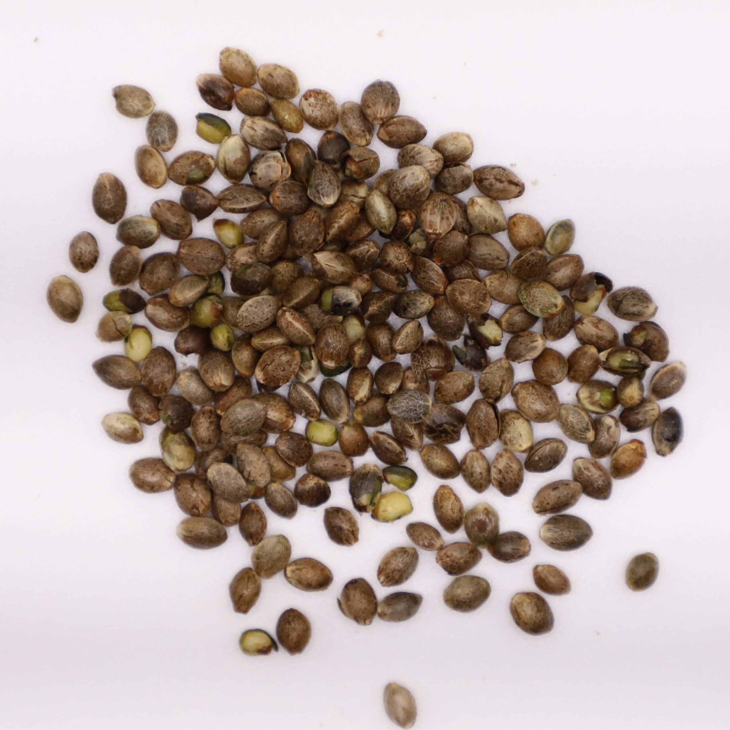 Featured image for “The Wife Top Shelf CBD Feminized Hemp Seeds”