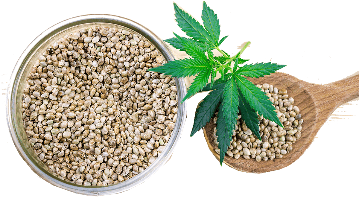 Hemp Seeds For Sale in South Africa Ag Marvels