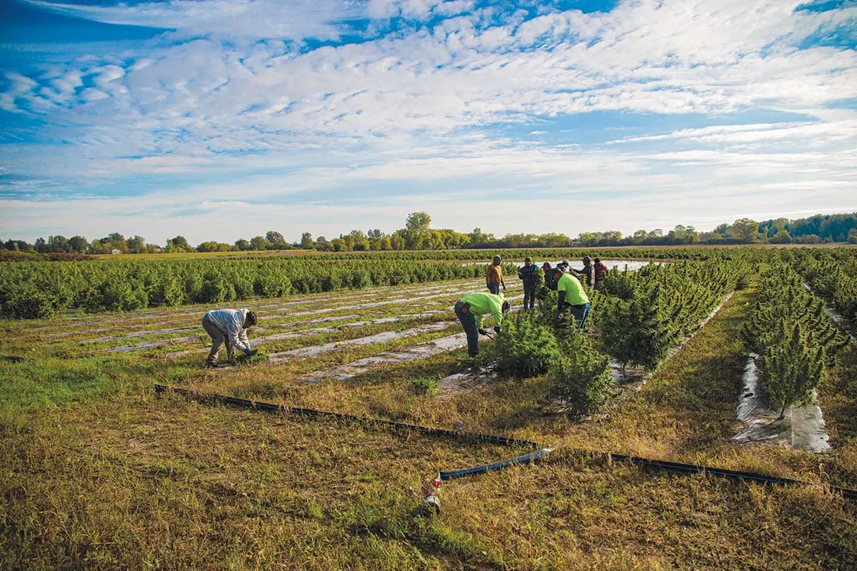 Featured image for “Michigan hemp growers learn lessons with first harvest”