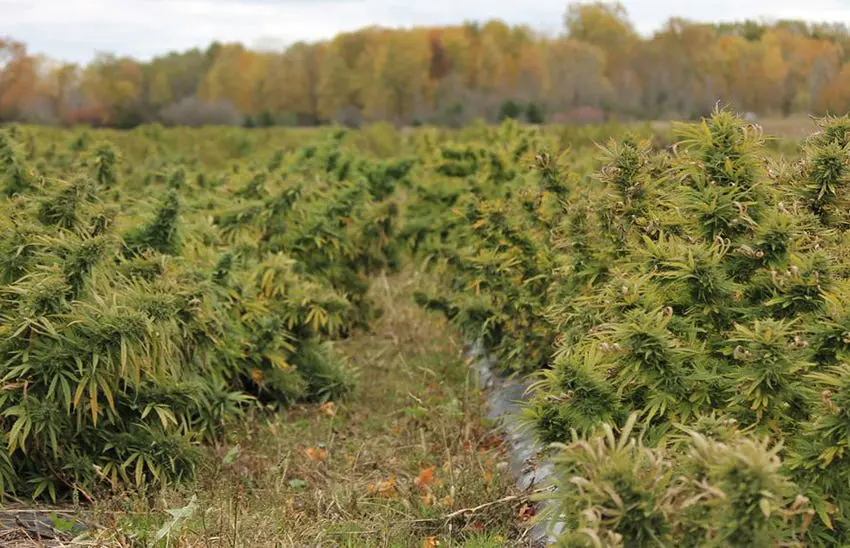 Featured image for “Shepherd industrial hemp grower: ‘Phones are blowing up’ with interest”